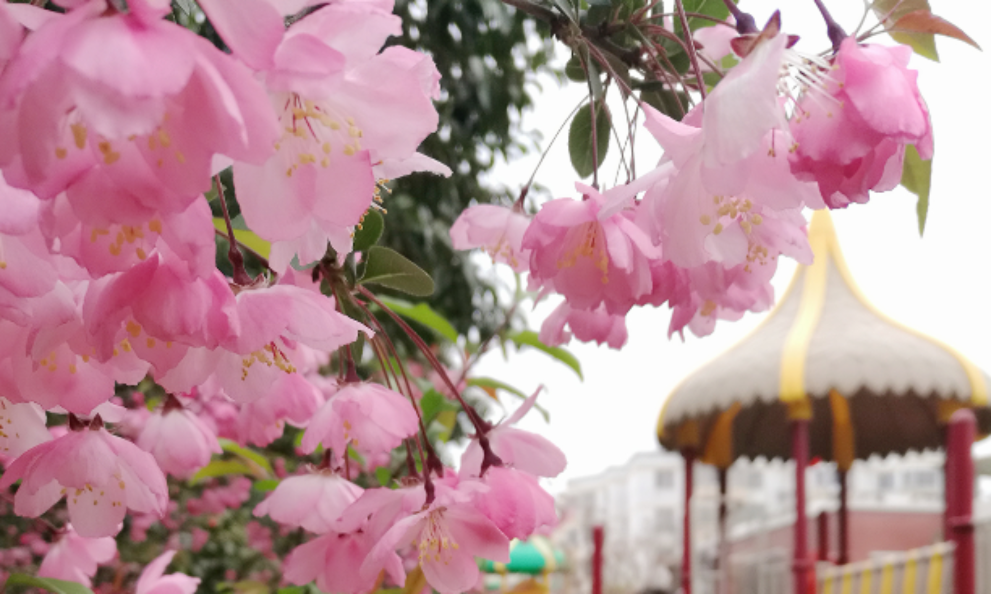 雁儿在林梢